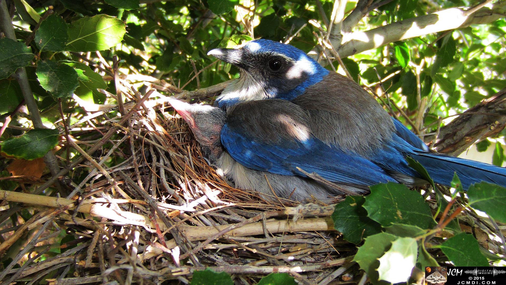 Scrub Jay Nest Documenatry with chicks